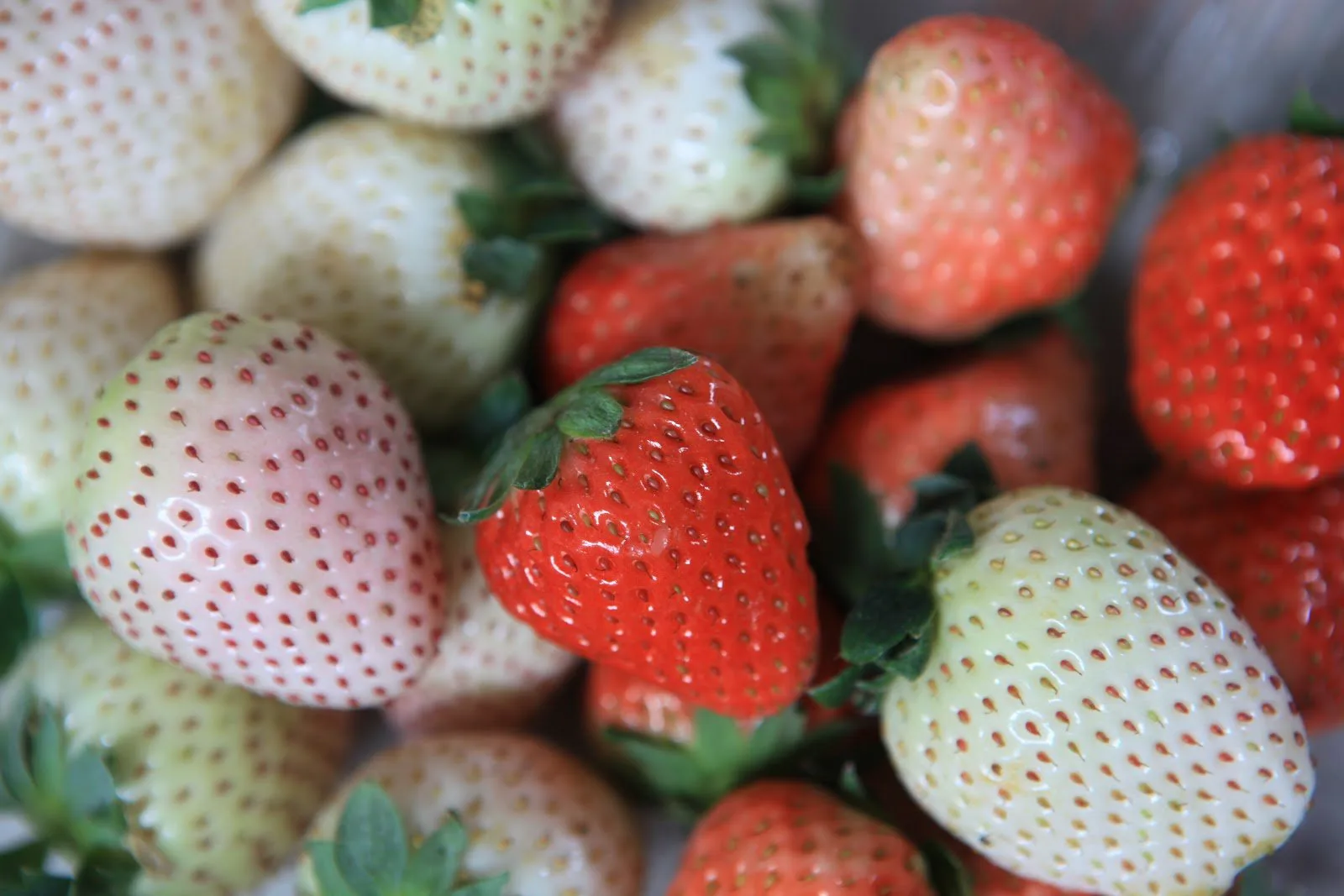 Close-up of red and white Huashan strawberries piled together.