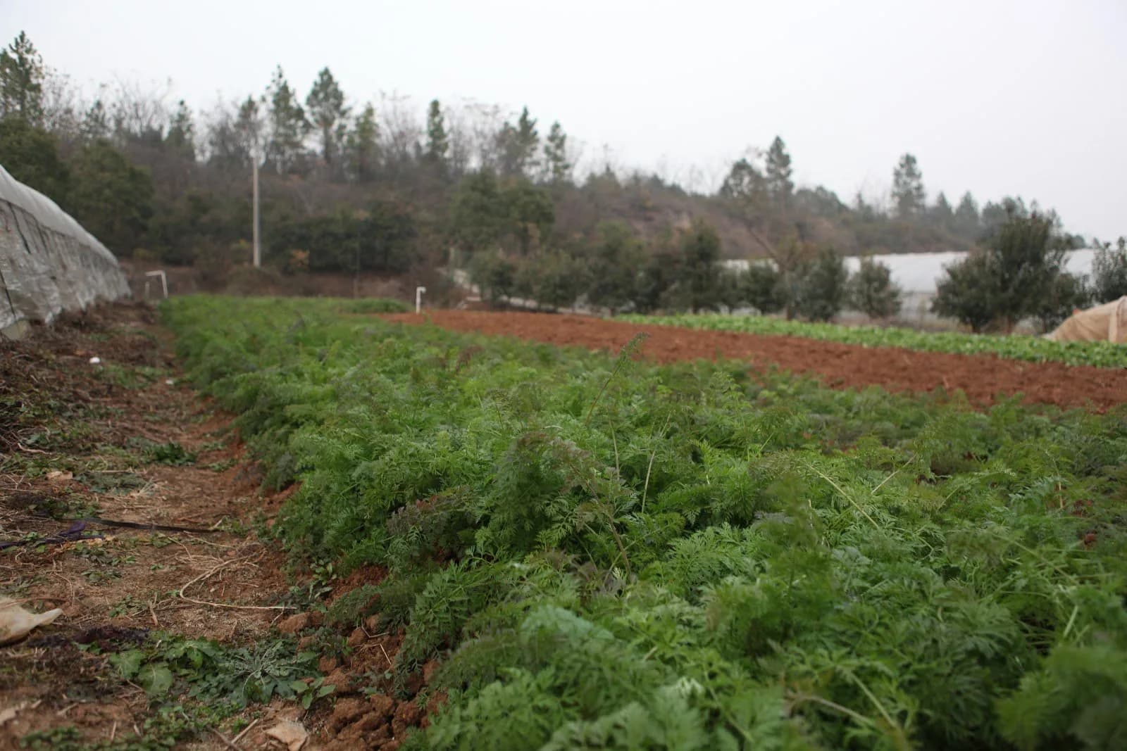 Open strawberry fields in Huashan with greenhouses in the distance.