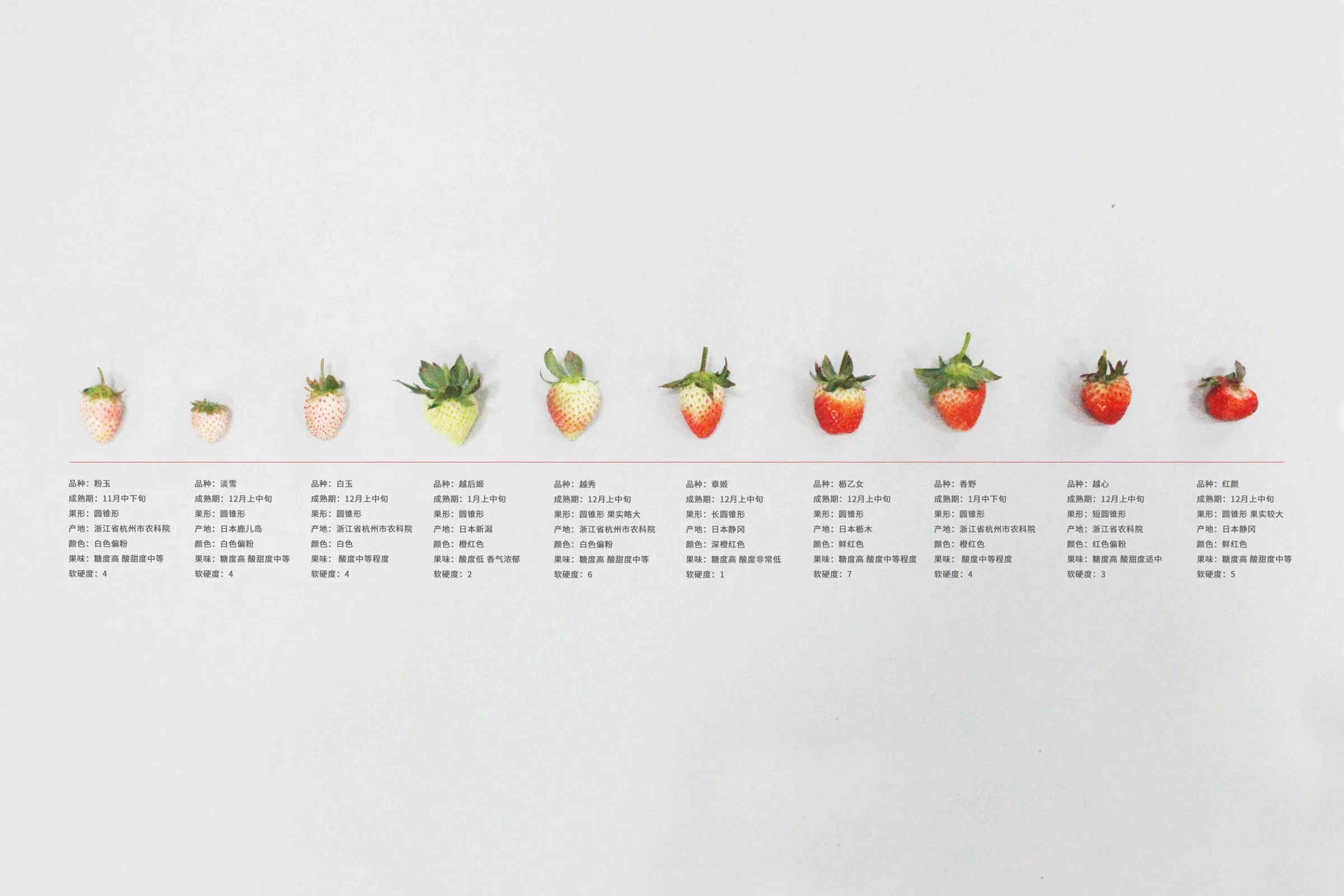 A row of Huashan strawberries on white, graded from pale white to deep red, each labelled with its variety information in Chinese.