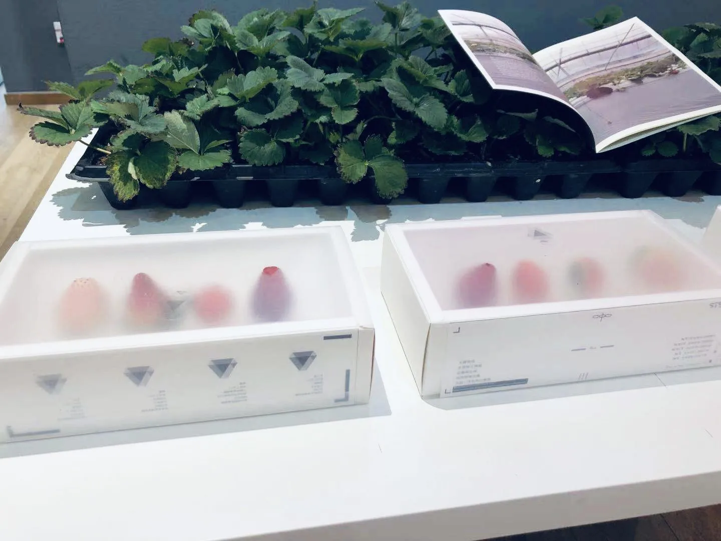 The finished frosted packages on a white table in front of a tray of strawberry plants, their printed variety marks visible on the sides, with an open booklet behind.
