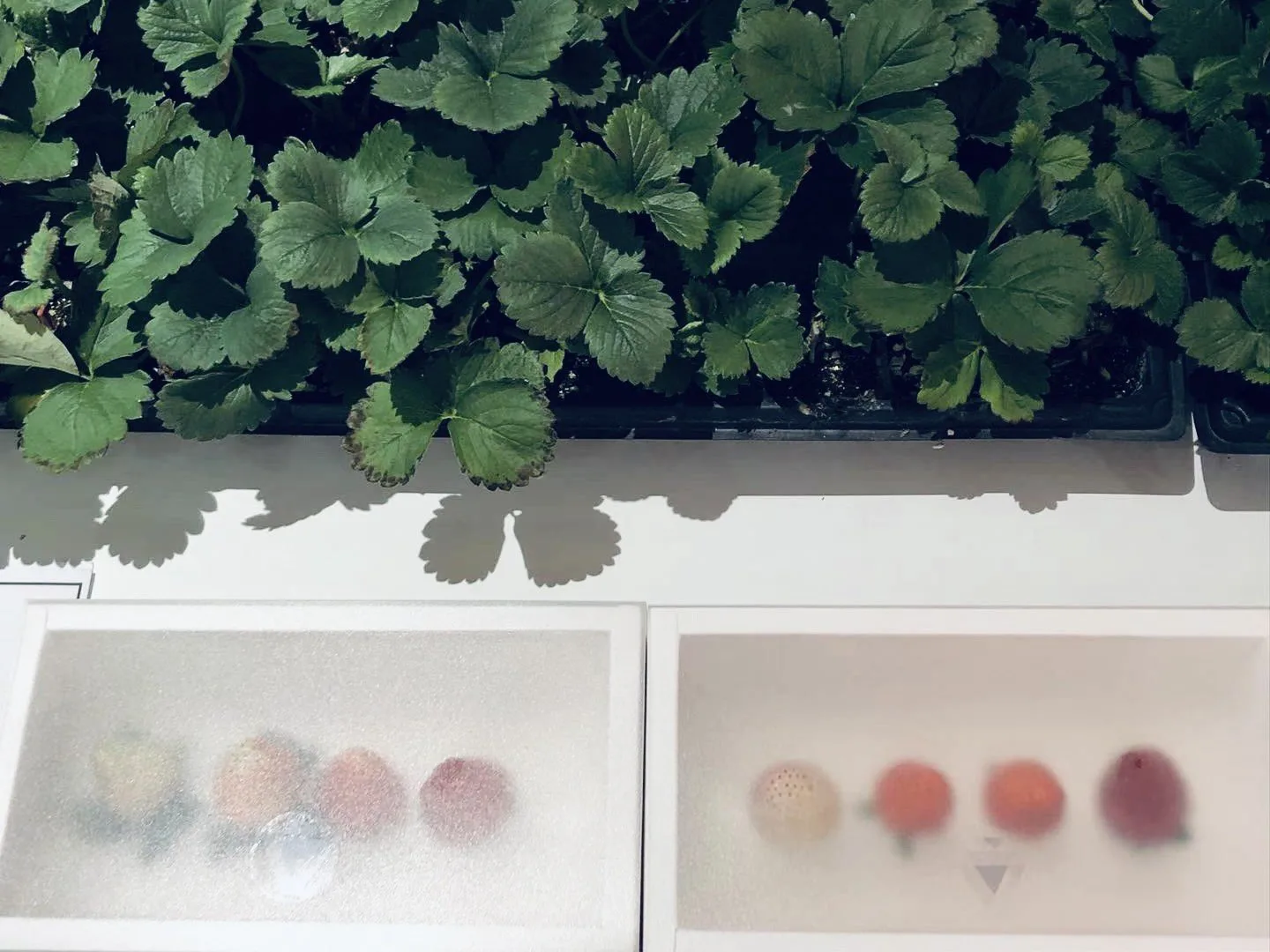Top-down view of two frosted boxes beneath strawberry plants and their shadows, the strawberries inside blurred into soft dots of white, pink and red.